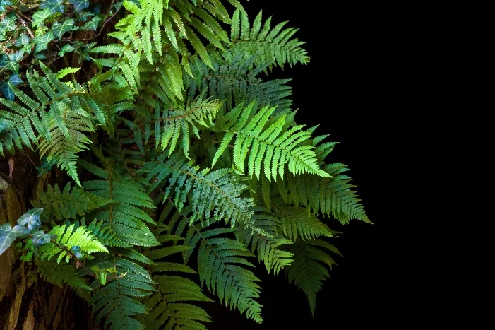 Grüne Farne vor schwarzem Hintergrund